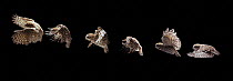 Little owl (Athene noctua) flight sequence, multiflash image, UK