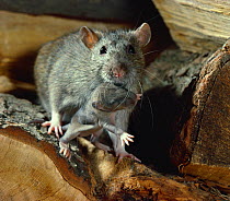 Brown rat {Rattus norvegicus} carrying baby, UK