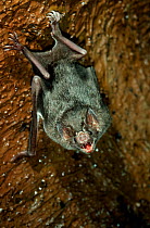 Common vampire bat (Desmodus rotundus) controlled conditions, from South America