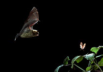 Common pipistrelle bat (Pipistrellus pipistrellus} flying towards insect prey at night, UK