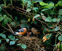 Bullfinch {Pyrrhula pyrrhula} pair at nest in bramble hedgerow with chicks, UK