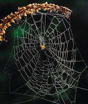 Web of Orb weaver spider {Araneidea} with spider in centre, UK