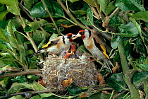 Goldfinch {Carduelis carduelis} pair at nest with chicks, UK