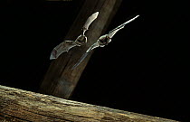 Pair of Common pipistrelle bats {Pipistrellus pipistrellus} in flight, UK