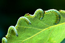 Sawfly {Symphyta} larvae feeding on Poplar leaf, UK
