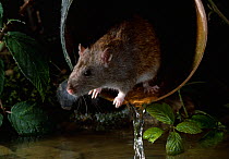 Brown rat {Rattus norvegicus} emerging from drainpipe, UK