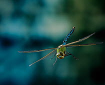 Emperor dragonfly {Anax imperator} male in flight, UK