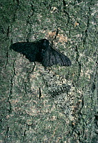 Peppered moth [Biston betularia} normal grey form and dark melanistic form. Dark form is better camouflaged in areas of pollution where lichen is absent, UK