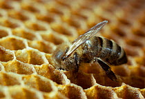 Honey bee {Apis mellifera} worker putting honey in storage comb in hive, UK