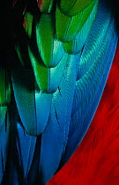 Close up of colourful feathers of Green-winged macaw {Ara chloroptera} controlled conditions, from South America