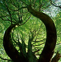 Looking up at European beech tree canopy {Fagus sylvatica} with contorted trunks and branches, Wakehurst Place, West Sussex, UK
