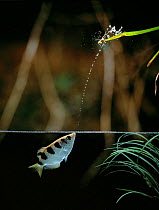Archerfish {Toxotes sp} firing jet of water from mouth to dislodge insect prey, controlled conditions, from Asia and Australia