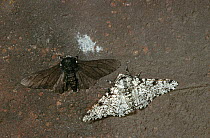 Peppered moths {Biston betularia} normal white and melanistic black forms. Melanistic form is better camouflaged in areas where lichen growth is inhibited by industrial pollution