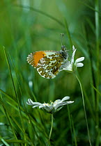 Orange tip butterfly {Anthocharis cardamines} on  flowers, UK