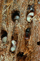 Elm bark beetle {Scolytus scolytus} adults and larvae in elm tree bark, vector of Dutch Elm Disease, UK