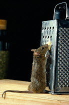 House mouse {Mus musculus} feeding on cheese on cheese grater, controlled conditions, UK