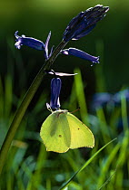 Brimstone butterfly {Gonepteryx rhamni} on bluebell flowers, UK