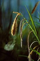 Pendulous sedge {Carex pendula} dispersing seeds, UK