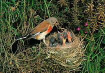 Linnet {Acanthis cannabina} male at nest with chicks, UK