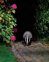 Badger {Meles meles} on garden path at night, UK