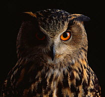 Eagle owl {Bubo bubo} portrait, controlled conditions, from Europe