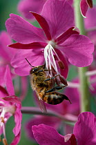 Honey bee {Apis mellifera} on Willowherb flower, UK