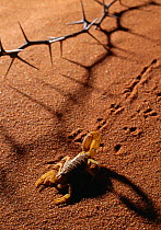Thick tailed scorpion {Parabuthus capensis} leaving tracks on sand, South Africa