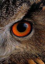 Eagle owl {Bubo bubo} close up of eye, controlled conditions, from Europe