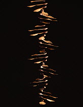 Sycamore tree {Acer pseudoplatanus} falling sequence of seed, multiflash image
