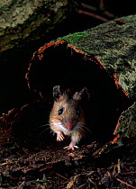 Yellow-necked mouse {Apodems flavicollis} in wood bark, controlled conditions, UK