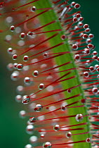 Cape sundew {Drosera capensis} water droplets on hairs on leaf