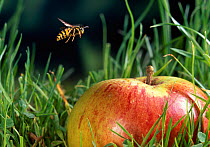 Common wasp {Vespula vulgaris} flying to fallen apple on grass, UK
