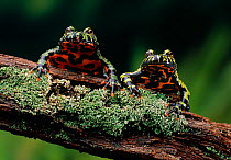 Oriental fire-bellied toads (Bombina orientalis), two sitting on branch, controlled conditions