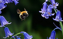 Common carder bumble bee {Bombus pascuorum} flying to Bluebell flowers, UK