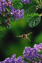Honey bee (Apis mellifera) in flight over Ceanothus flowers, UK