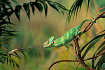Veiled / Yemeni casqued chameleon {Chamaeleo calyptratus} catching cricket with tongue, controlled conditions, from Arabia