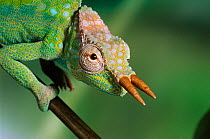 Two-horned mountain chameleon {Chamaeleo montium} portrait, controlled conditions, from West Africa