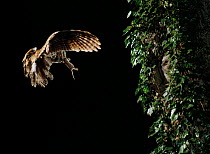 Tawny owl {Strix aluco} flying to chicks in nest in tree with rodent prey, UK