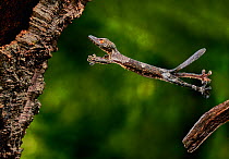 Henkel&#39;s leaf tailed gecko (Uroplatus henklei) jumping, controlled conditions, from Madagascar