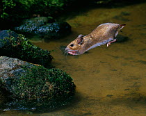 Yellow-necked mouse {Apodemus flavicollis} leaping over water, controlled conditions, UK
