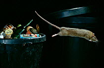 Brown rat {Rattus norvegicus} leaping from dustbin, controlled conditions, UK