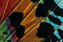 Close up of scales on wing of moth