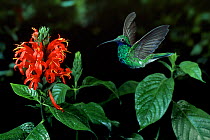 Sparkling violetear hummingbird {Colibri coruscans} flying to flower, controlled conditions, from South America