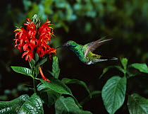 Sparkling violetear hummingbird {Colibri coruscans} sipping nectar from flower, controlled conditions, from South America