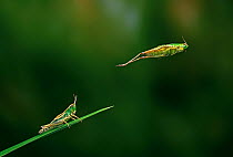 Meadow grasshopper {Chorthippus parellelus} jumping sequence, multiflash, UK