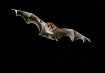 Greater horseshoe bat (Rhinolophus ferrum-equinum) male in flight, Europe