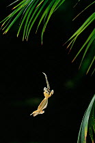 Parachute / Flying gecko {Ptychozoon sp} gliding from tree, controlled conditions, from SE Asia