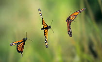 Monarch butterfly {Danaus plexippus} flight sequence, multiflash image