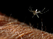 Mosquito {Aedes sp} landing on human skin