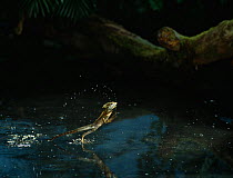 Brown basilisk {Basiliscus vittatus} running over water, controlled conditions, from Central America